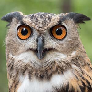 Evolution or Progress?